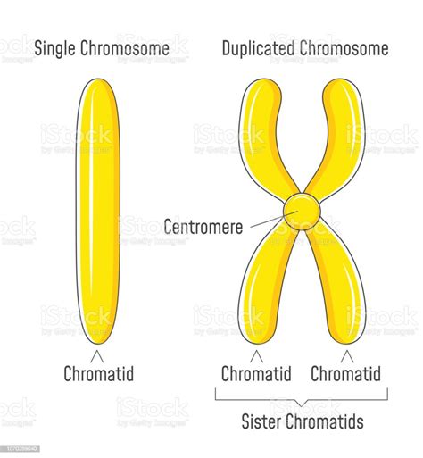 Ilustración De Cromosomas Duplicados Y No Duplicados Cromátida Hermana