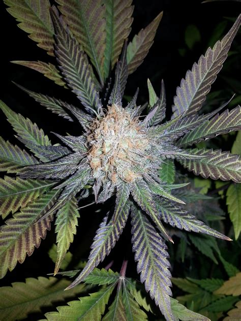 Cotton Candy Delicious Seeds Cannabis Strain Info