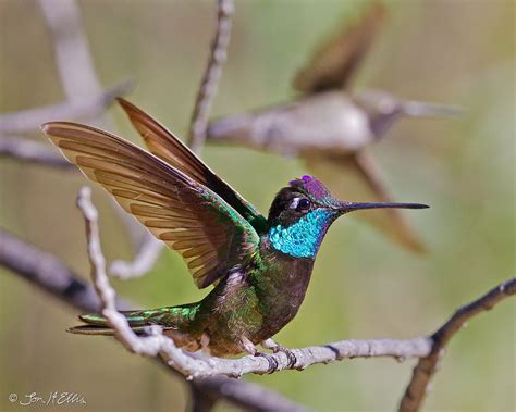 magnificent hummingbird lady bugs avian hummingbirds dragonflies