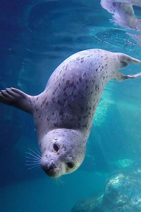 les phoques communs nagent au ralenti lovely creatures ocean creatures animals images animals
