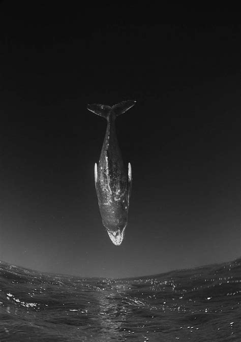 flying whales julie stephenson