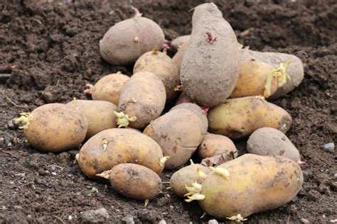 mischkultur  gute nachbarn von kartoffeln hausgartennet