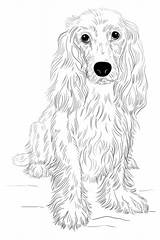 Cocker Spaniel Draw Drawing Coloring English Pages Dogs Dog Step Supercoloring Printable Kids Easy Tutorials Drawings Tutorial Beginners Realistic Pencil sketch template