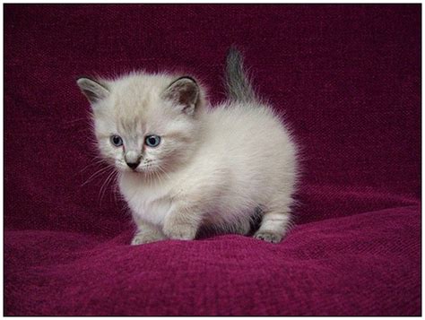 love munchkin cats munchkin kitten munchkin cat cute animals