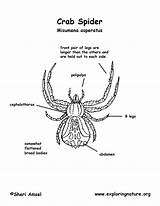 Spider Crab Coloring Diagram Labeling 1275 35kb sketch template