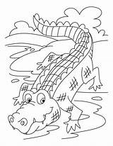 Alligator Crocodile Coloriages sketch template