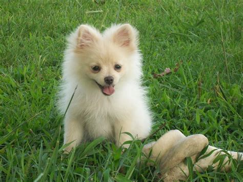 pomeranians images  puppy lol hd wallpaper  background
