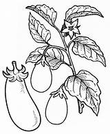 Eggplant Vegetable Coloringfolder sketch template