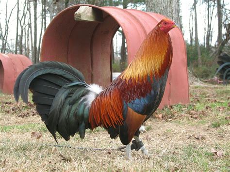 Blueface Hatch Game Fowl Beautiful Chickens Chicken Breeds