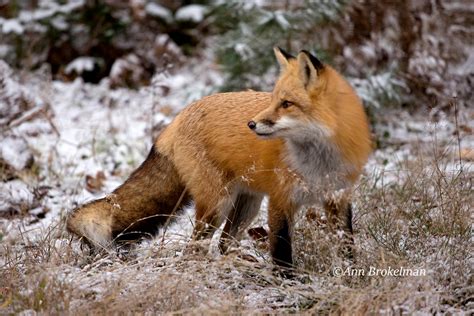 Ann Brokelman Photography Red Fox In The Snow October 2016
