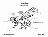 Honeybee Diagram Labeling Title Exploringnature Res Hi Key sketch template