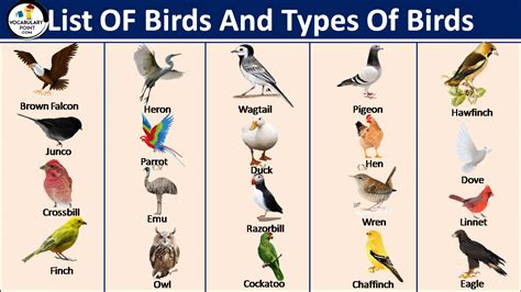 common types  birds  english  pictures vocabulary point