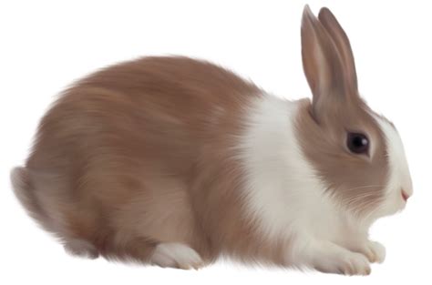 easter bunny rabbit rabbit png image png