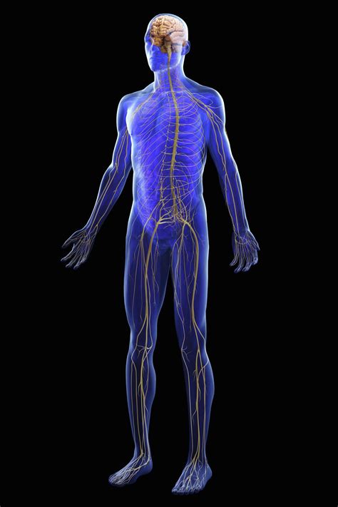 Learn About The Organ Systems In The Human Body