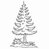 Tree Christmas Surfnetkids Coloring sketch template