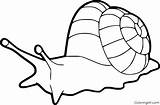 Snail Clipart Clip Outline Mollusks Coloring Giant Land Pages Hits Simple Nail Search sketch template