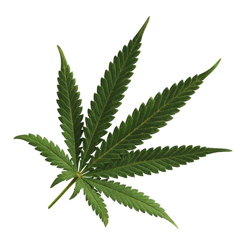 real marijuana leaf