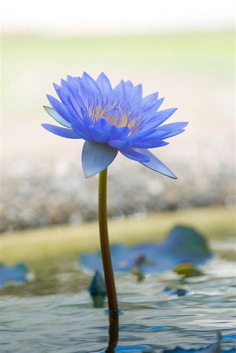 shining blue blue flowers water lily amazing flowers