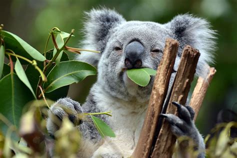 koalas eat worldatlas