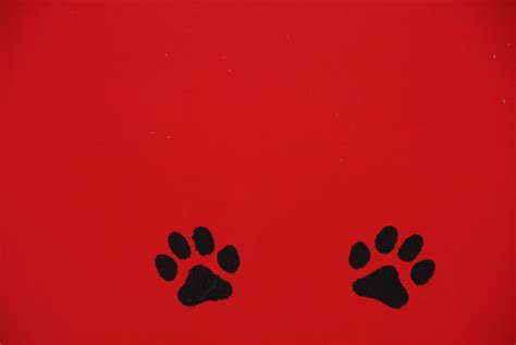 panther paw stock photo freeimagescom