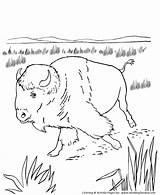 Plains Bison Preschoolers Designlooter sketch template