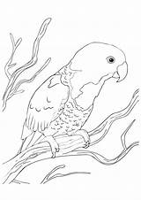 Parrot Coloring Pages Blue Naped Printable Pretty Cute Kids Categories Coloringonly sketch template