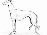 Whippet Galgo Pintar sketch template