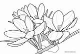 Flowers Coloring Spring Crocus Flower Drawing Getdrawings sketch template