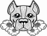 Pitbull Nose Red Drawing Coloring Pages Getdrawings Pit sketch template