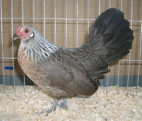 Dutch Bantam For Sale Chickens Breed Information Omlet