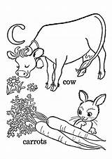 Carrots Coloring Pages Worksheets Cow Eating Parentune sketch template