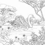 Coloring Swan Coloringbay sketch template