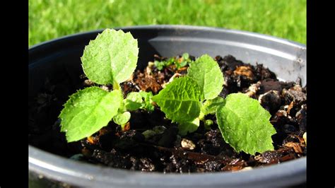 grow kiwi  seed uk