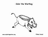 Warthog Coloring Labeling Support Exploringnature Coloringnature Sponsors Wonderful Please sketch template