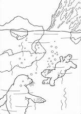 Kleurplaten Ijsbeer Noordpool Lars sketch template
