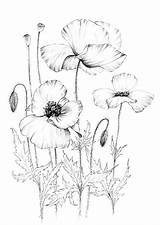 Poppies Wildflower sketch template