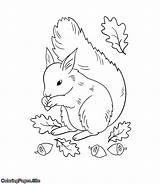 Squirrel Acorns Coloringpages sketch template