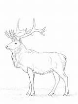 Deer Coloring Pages Printable Drawing Buck Creative Elk sketch template