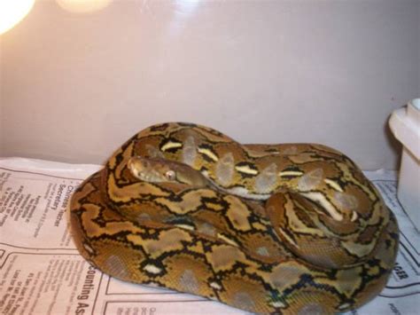 Golden Colored Reticulated Python For Sale Adoption From Benguet Baguio
