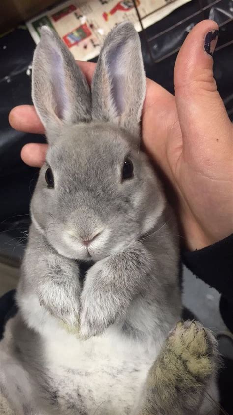 How To Properly Lift A Rabbit S Ears Album On Imgur