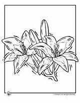 Morning Glory Coloring Pages Color Getdrawings Getcolorings sketch template