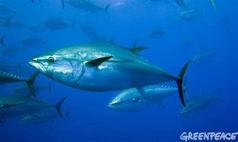 endangered species spotlight southern bluefin tuna facts