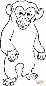 Chimpanzee Coloring Ape Cartoon Pages Gorilla Angry Printable Drawing Color Clipart Kids Cliparts Clip Library Popular Gif sketch template