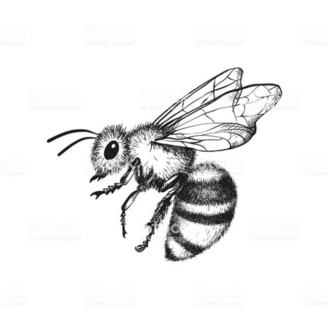 vector engraving illustration  honey bee  white background bee