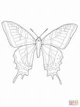 Coloring Swallowtail Butterfly Pages Tailed Two Drawing sketch template