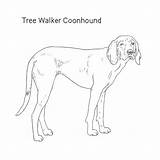 Coonhound Walker Treeing sketch template