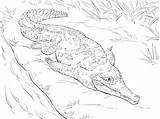 Crocodile Coloring Pages Orinoco Caiman Nile Drawing Crocodiles Printable Croc Realistic Version Click Animals Designlooter Getdrawings Parentune Color Drawings Worksheets sketch template