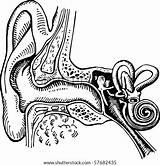 Ear Unlabeled Hearing Getdrawings Ears Cochlea sketch template