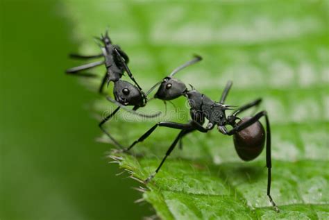 een zwarte mier stock foto afbeelding bestaande uit groen