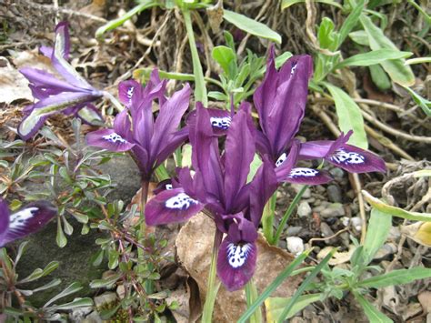 netted iris pauline iridaceae claire  flickr